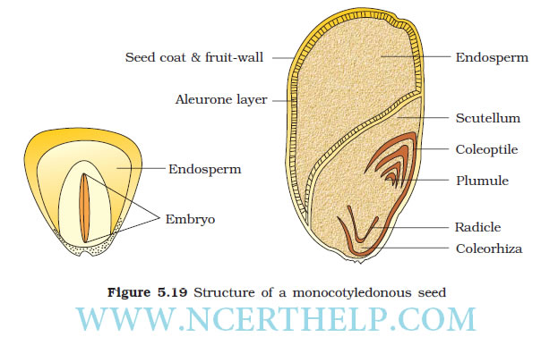 Structure of a Monocotyledonous Seed